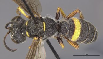Media type: image;   Entomology 13791 Aspect: habitus dorsal view